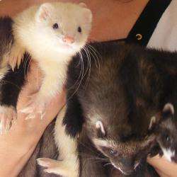Clinique Veterinaire Bodart Benoit Et Dali