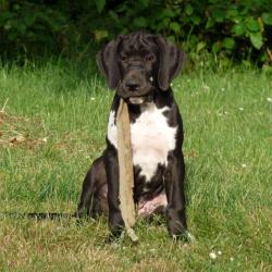 Desbois Sophieclinique Veterinaire Chrchill