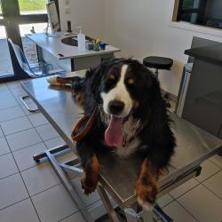 Clinique Vétérinaire De Pogny