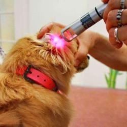Clinique Veterinaire Du Dr Lahondes Eric