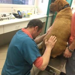 Clinique Vétérinaire La Licorne