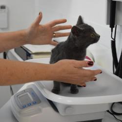 Clinique Vétérinaire Les Cabrières