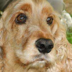 Clinique Veterinaire