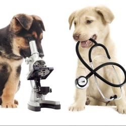 Clinique Veterinaire