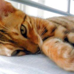 Clinique Vétérinaire Réservée Aux Chats