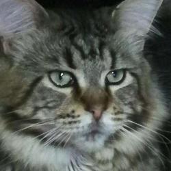 Selarl Vet'santé