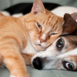 Clinique Veterinaire Caux Seine