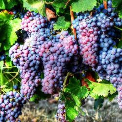 Clos Alivu / Domaine Poli