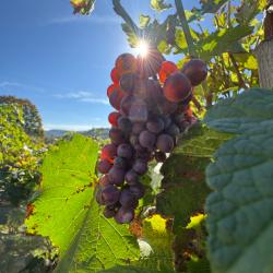 Clos Du Paradis