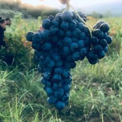 Clos Mané