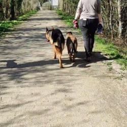 Coaching Dog - Comportementaliste éducateur Canin