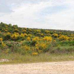 Colline Fleurie