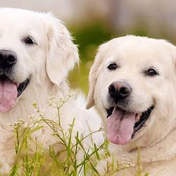 Com Chiens Et Chats