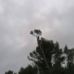 Côme Dans Les Arbres