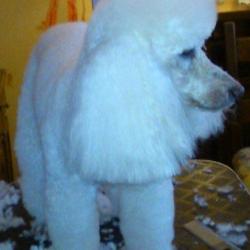 Comme Chien Et Chat