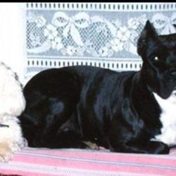 Comprendre Mon Chien Et Réussir Son Education