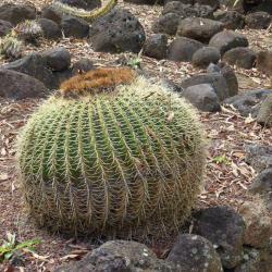 Conservatoire Botanique