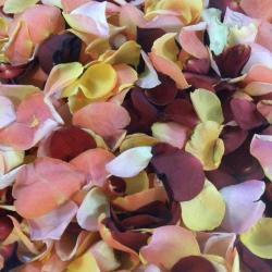 Roses D'antibes