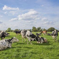 Coopérative Des Agriculteurs De La Mayenne C.a.m