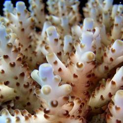 Coral Guardian