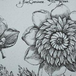 Cordier Anne Naturopathe