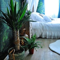 Cosy Jungle Love Room