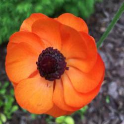 Couleurs De Fleurs