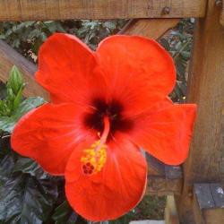 Coupeau Corinne