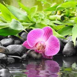 Couserans Fleurs