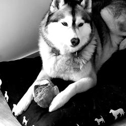 Croc Mignon
