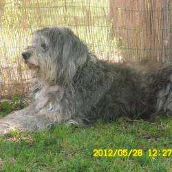 Croquettes Chiens Aulnaysienne