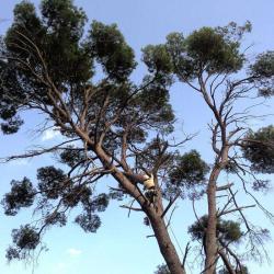 Cyprès Des Arbres