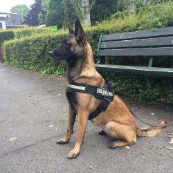 D & Dog Education Canine