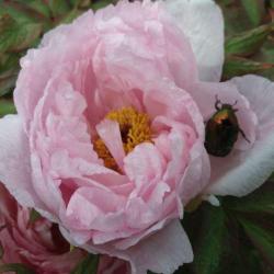 D'une Fleur A L'autre