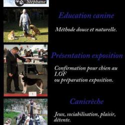 Au Coeur Des Chiens