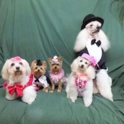 Dandy Beauty Dog