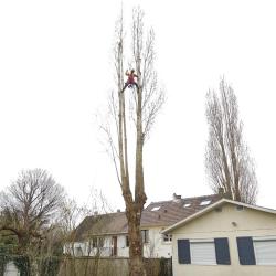 Db élagage | Elagueur Montreuil Abattage 93 94 77