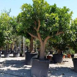 De La Terre A La Terre