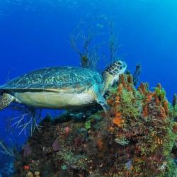 Deep Turtle Plongée | Plongée Sous Marine Martinique | Baptême Snorkeling Martinique