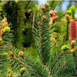 Delbard Monfort