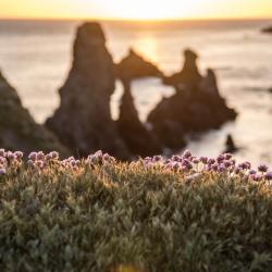 Destination Belle-ile - Agence De Voyage