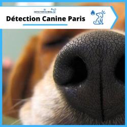 Détection Canine Punaise