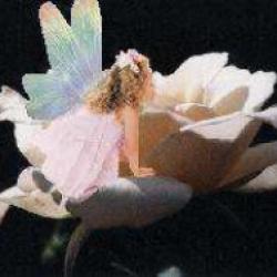 Dewitte