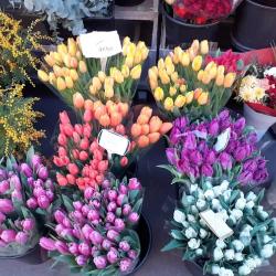 Diderot Fleurs
