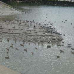 Dives Sur Mer