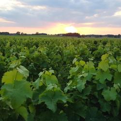 Divin Loire - Producteur Vin Touraine