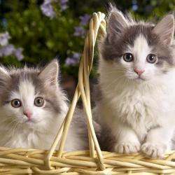 Docteurs Veterinaires Bonefant De Thoury B