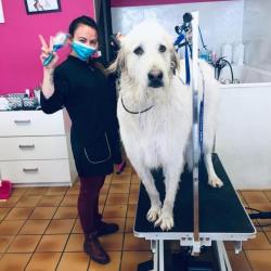 Dog Attitude