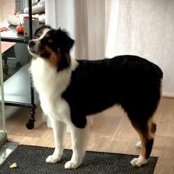 Dog By J