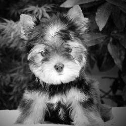 Dog Club
